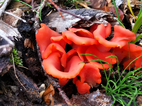 Funghi 1 2005
