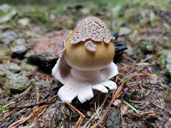 Funghi 2b 2005