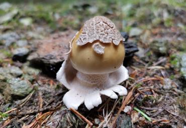 Funghi 2b 2005