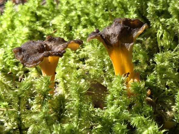Funghi 2 2005