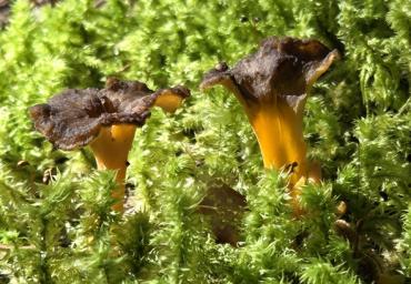 Funghi 2 2005