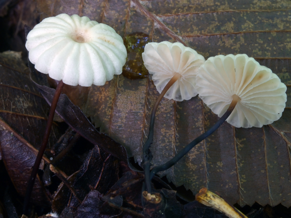 Funghi 3 2005