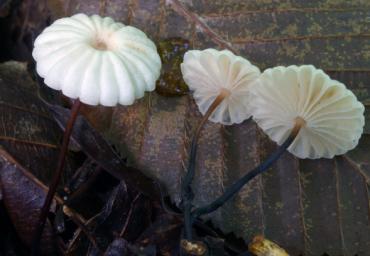 Funghi 3 2005