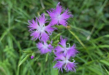 Fiore 2 2005