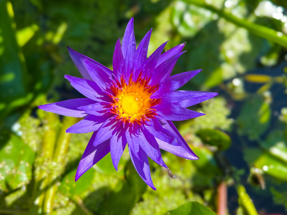 Fiore 3 2005