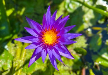 Fiore 3 2005