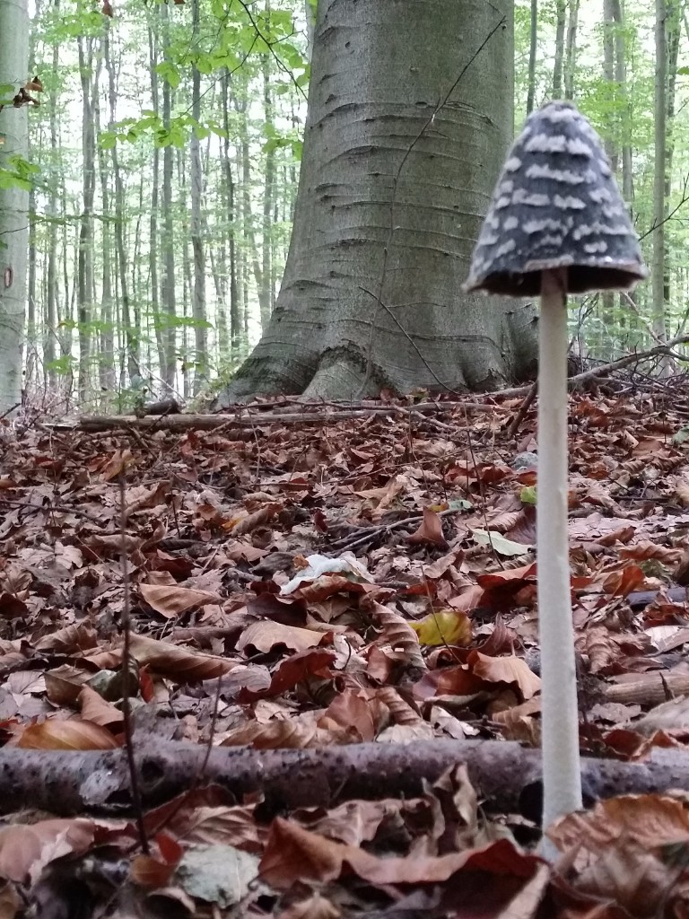 16 Coprinus picaceus Biscaro