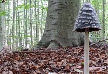 16 Coprinus picaceus Biscaro