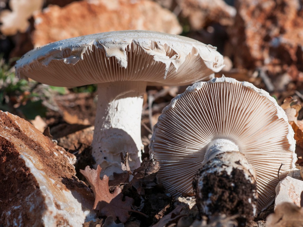 29 I veli cadenti dell'amanita Frassetto