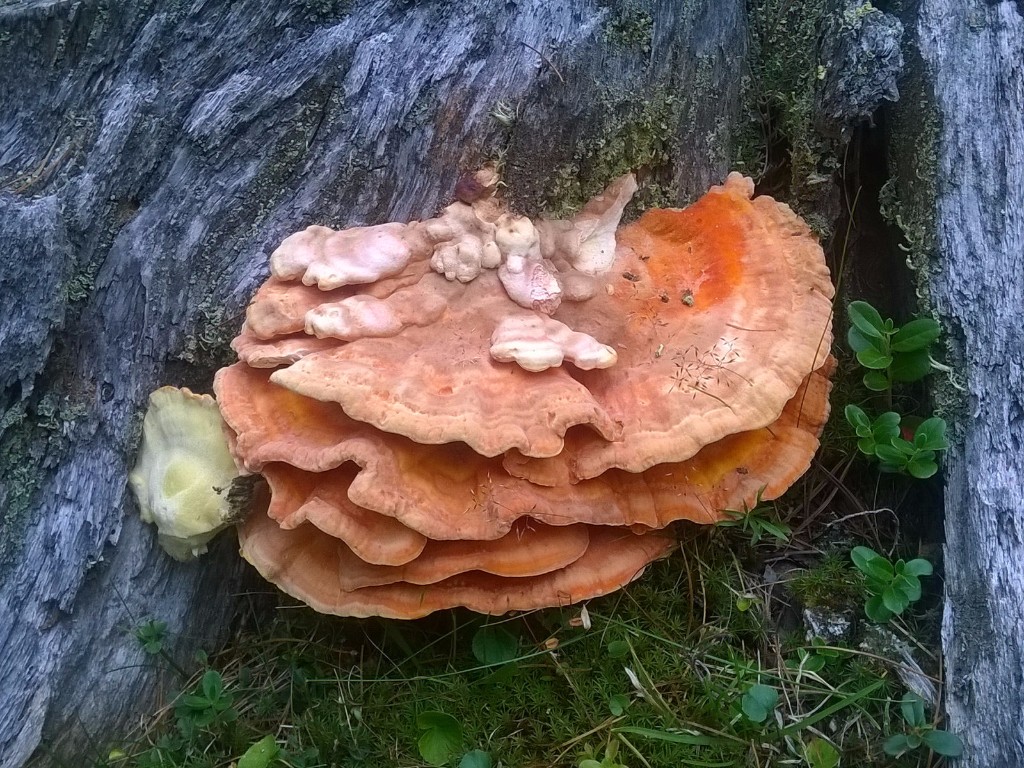 33 Laetiporus Boscolo 16x12