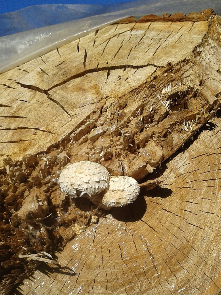 36 Lentinus sulla breccia Girardi 12x16