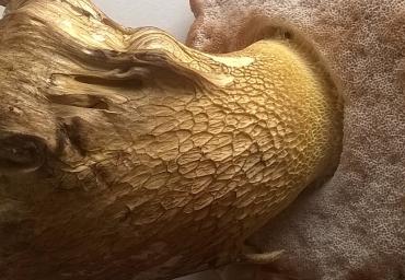 13 Elegante con le calze a rete Boscolo