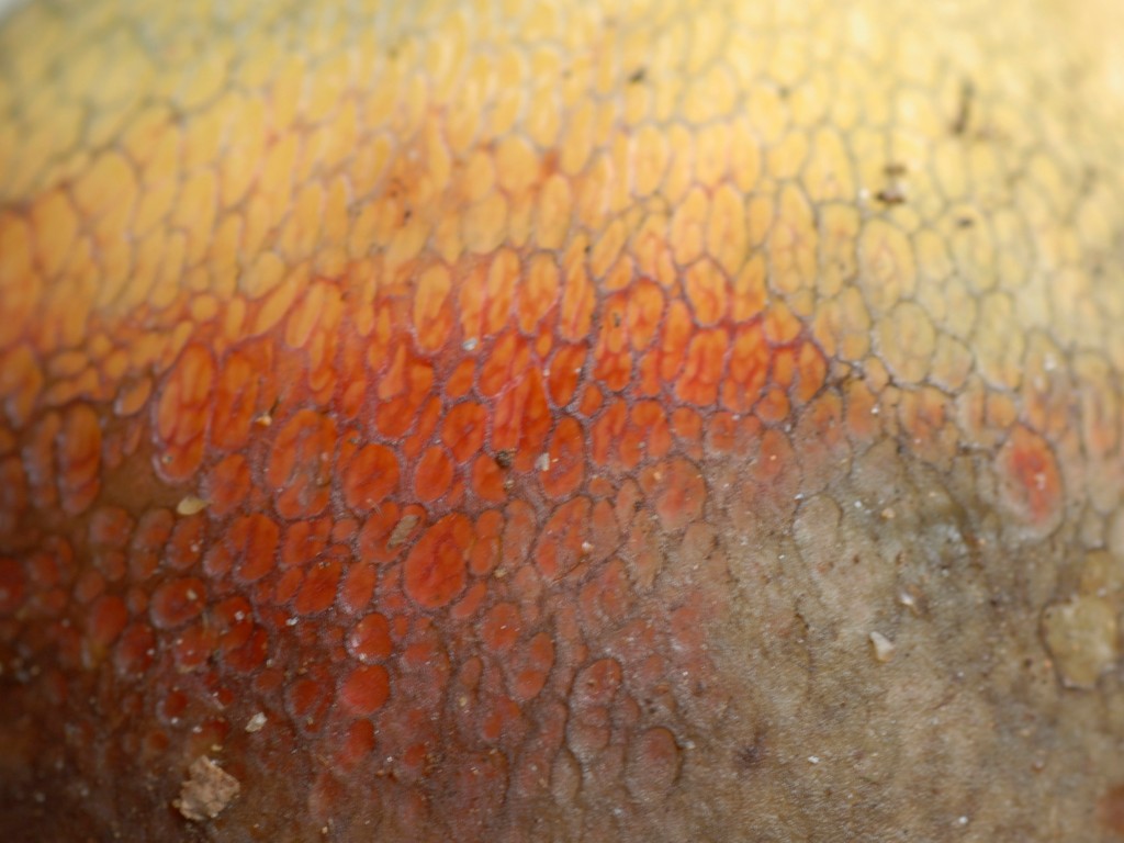38 Macroluridus Gracis  16x12