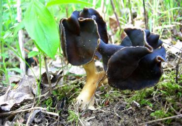 14 Elegante Helvella Fornasier